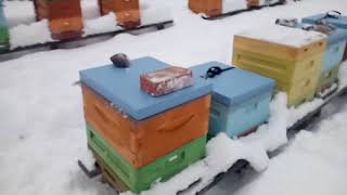 Верхняя и нижняя вентиляция в ППУ и ППС ульях. 1 декабря 2018 года.