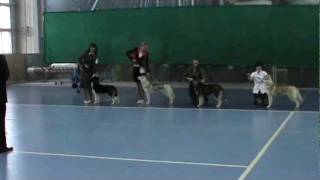 Сибирский хаски г.Луцк 2012 - SCHASTYE DOMA ERBHOF CAORI 2