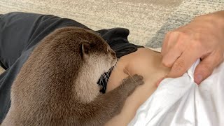カワウソのくねくねダンスを真似してたらヘソを取られそうになる飼い主 Owner whose navel is about to be stolen by an otter