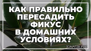 Как правильно пересадить фикус в домашних условиях? | toNature.Info