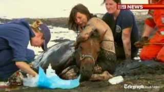 Horse recovering well after sinking in mud