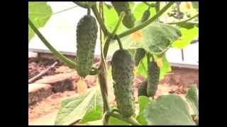 Дачные советы 24.05.2012