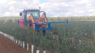 PODA MECANIZADA DEL OLIVAR SUPERINTENSIVO