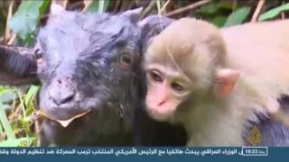 هذا الصباح- ماعز تتبنى قردا يتيما بالصين