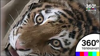 В Хабаровском крае поймали тигра-людоеда