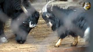 Приколы с животными - настырный козел | new crazy animals 59