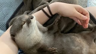 カワウソさくら アラームでなかなか起きない赤ちゃんのように寝るカワウソ otter that sleeps like a baby