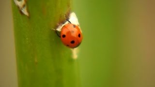 Garden Insectaries | P. Allen Smith Classics
