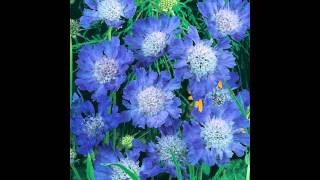 СКАБИОЗА (SCABIOSA) сем. Ворсянковые