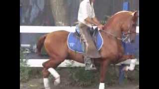 RB GASPARIN...CABALLO IBEROAMERICANO