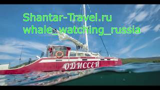 Шантары,наблюдение за китами,Whale_watching_Russia