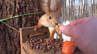 Небольшая зарисовка с белками / A small sketch with squirrels