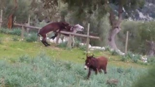 pelea de burros - Tossals Verds