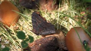 Nymphalis io neitoperhonen 3.8.2014  Vantaa, Finland