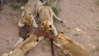 The 4 cubs getting their first leg