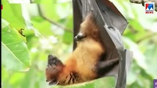 നിപ്പ വൈറസിന്റെ ഉറവിടം കണ്ടെത്താനുള്ള ശ്രമങ്ങള്‍ കൂടുതല്‍ ദുഷ്കരമാവുന്നു | Nipah virus
