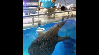 ジンベエザメ 黒潮に乗って３０００キロ…発信器付け放流
