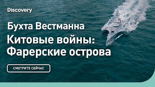 Бухта Вестманна | Китовые войны: Фарерские острова | Discovery