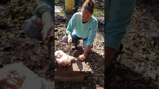 Killing chicken for needy families