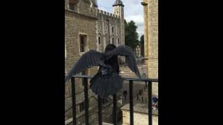 Dancing raven © Jeane Trend-Hill.