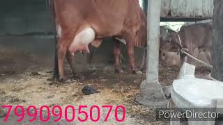 Top Quality Gir cow for sall  Bhavnagar Gujarat