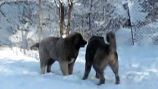 Caucasian Shepherd dog - Norka and Almaz