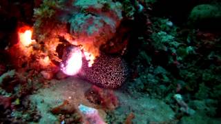 2014 9 21 DJ n Red Grouper