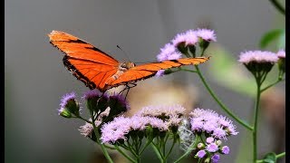 Green Hills Butterfly Ranch
