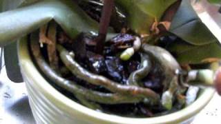 HOW TO WATER a Phalaenopsis ORCHID in Bark medium.