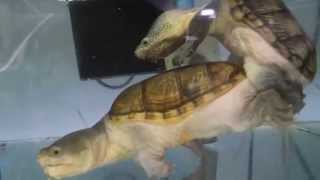 ハラガメガメ　交尾　Claudius angustatus