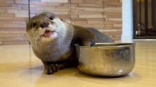 寝っ転がってポテチ食べるおっさんのようなカワウソを冷ややかに見る猫 cat looks coldly at otter that sloppily lies down to eat