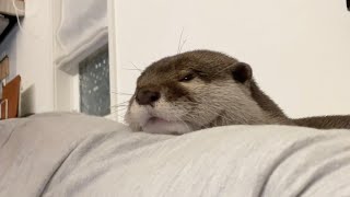 カワウソさくら 理不尽なアゴ乗せをしてくる困ったカワウソ Otter sleeping with their chin on