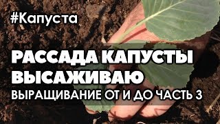 ? #3 Как вырастить рассаду ранней капусты в домашних условиях | Высадка рассады