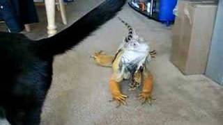 Mr. Wizard, my Green Iguana, comes when called!