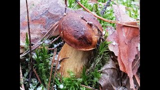 Стеклянные грибы в ноябре 2018 ! Сбор грибов после морозов - 10 ! Польский гриб не сдается !