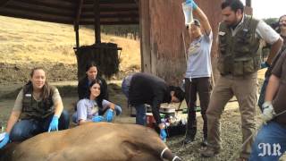 Wildlife Safari interns dart elk, castrate bulls, feed tigers and artificially inseminate cheetahs