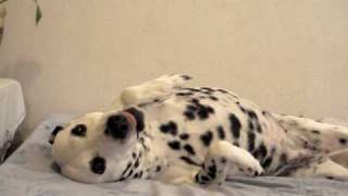 Dalmata smiling???