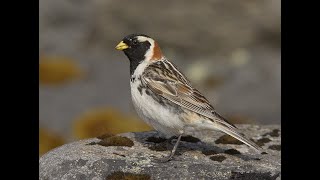 ловля лапландских подорожников Calcarius lapponicus   1 часть