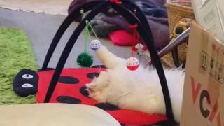 Cat plays while dog has sex