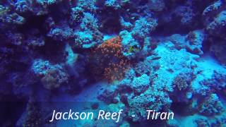 Dive Club Italiano - Gli Anemoni Rossi di Sharm el Sheikh