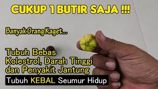 GEMPAR!!! HANYA 1 BUAH... GOLESTR0L DAN HIPERTENSI NORMAL KEMBALI DENGAN BUAH SURGA