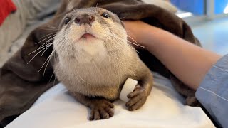 あるものをお腹に隠しながら移動するカワウソがおもしろ生物すぎたw Otter with too interesting migration methods