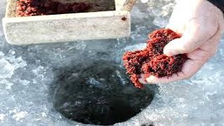 Простой способ добычи мотыля, бокоплава, личинок зимой.