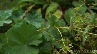 SONY A7 - Straight out of the camera 1080p 60fps video