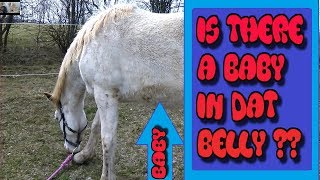 HORSE PREGNANT HORSE BELLY MOVING