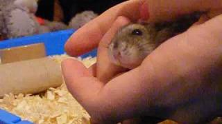 Baby Russian Dwarf Hamsters, so cute!