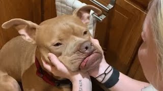 Christopher was dumped by his owner. It's the best thing that happened to him.