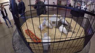 Выставка ГОЛУБЕЙ в Техасе США, 23 - 25 января 2020 (Часть 4) / Pigeons SHOW Amarillo TX, 2020 Part 4