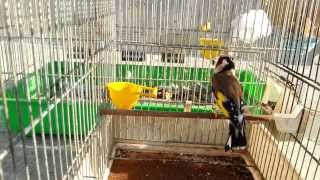 Goldfinch HD   ذكر حسون فحل نار