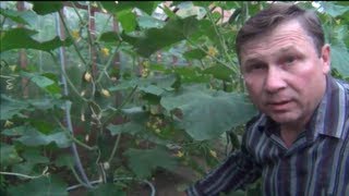 А у нас УРОЖАЙ! Пора обрывать ОГУРЦЫ!